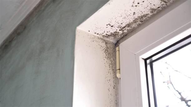 Best Mold Odor Removal Services  in Lexington, NE