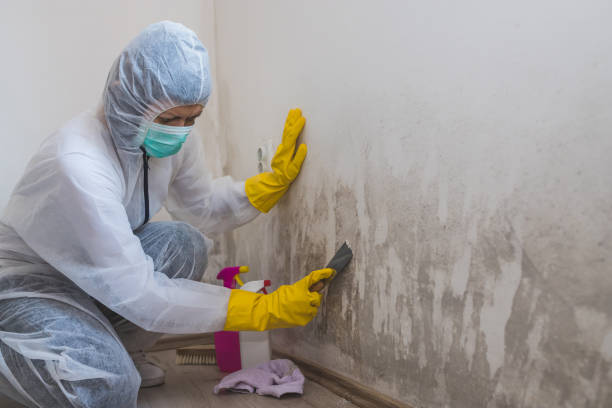 Best Crawl Space Mold Remediation  in Lexington, NE