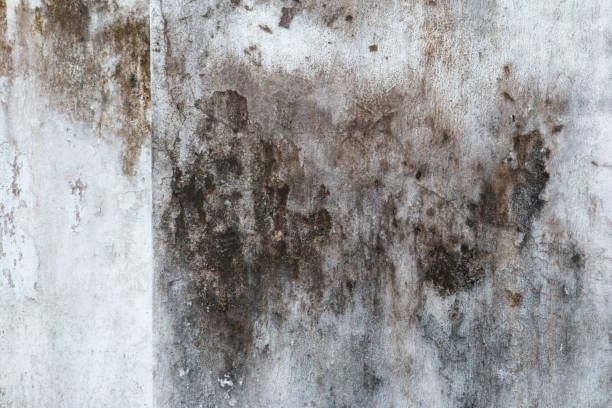 Reliable Lexington, NE Mold Removal Solutions