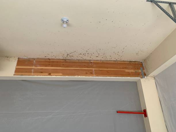 Trusted Lexington, NE Mold Removal Experts