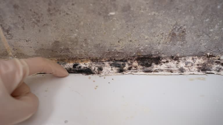 Best Mold Documentation for Insurance Claims  in Lexington, NE