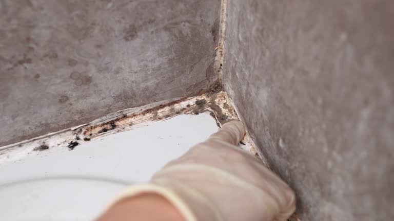 Best Mold Damage Restoration  in Lexington, NE